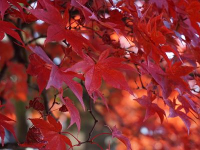 お寺の鮮やかな紅葉を楽しむ旅